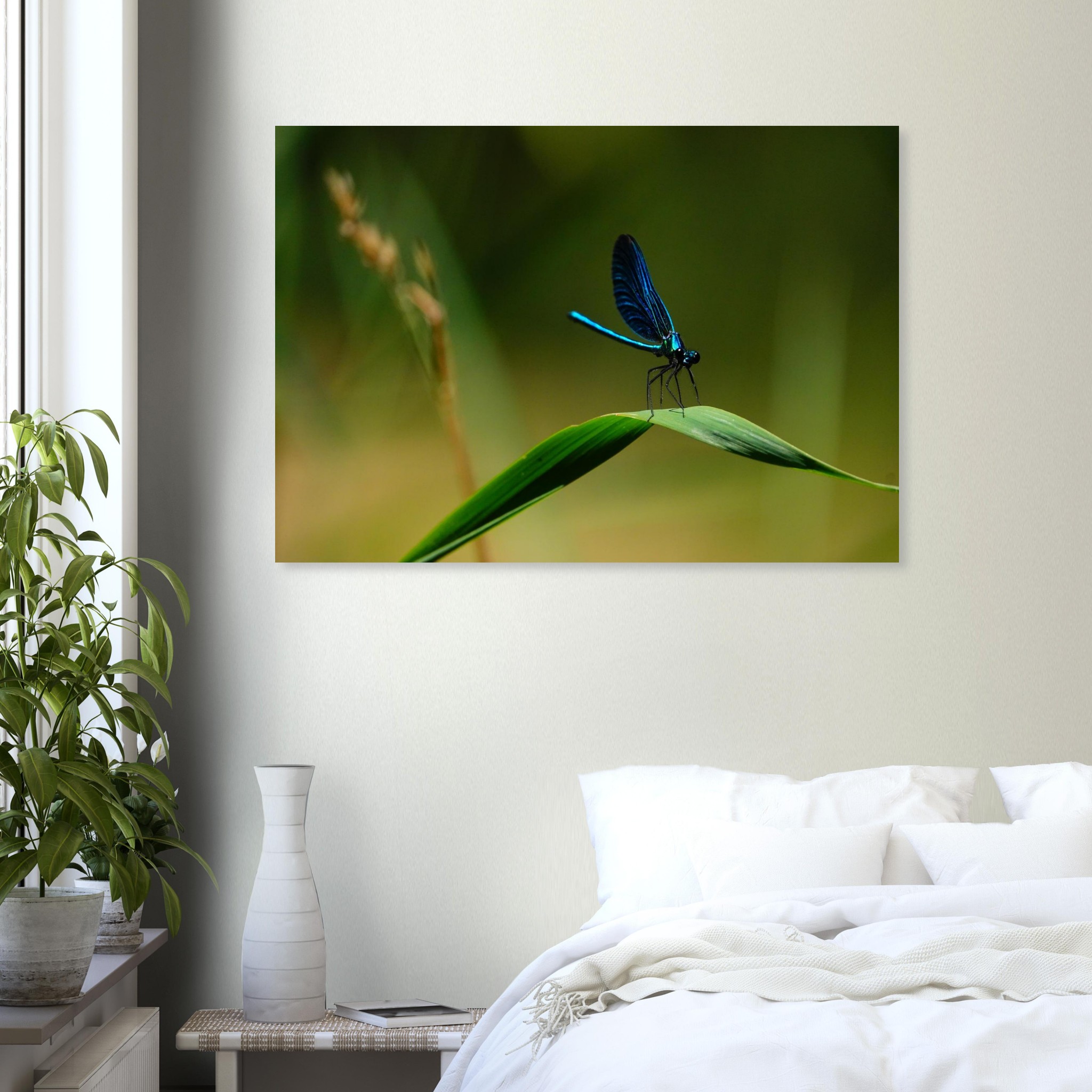 La demoiselle des eaux La demoiselle des eaux