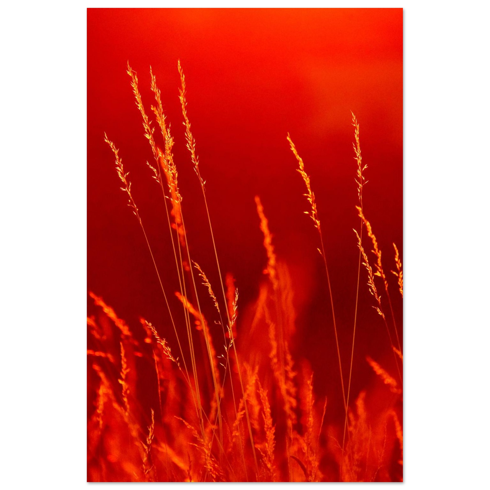 Le nature joue une musique que seuls les sens peuvent entendre Le nature joue une musique que seuls les sens peuvent entendre