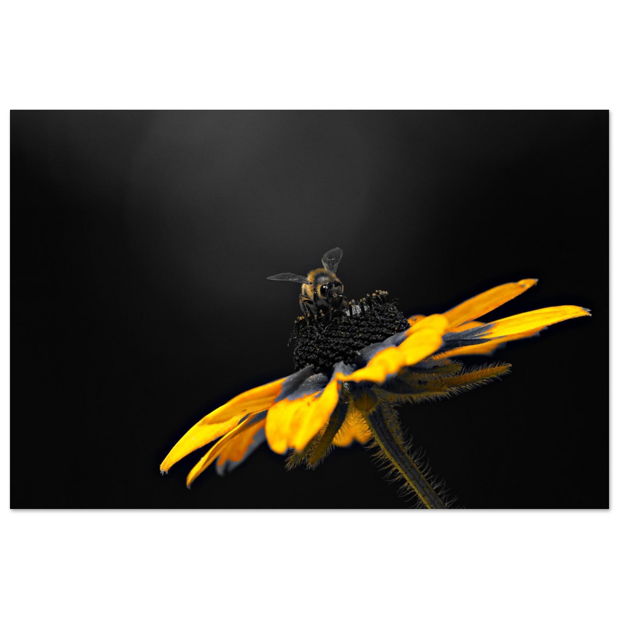 Le jour où les fleurs n’auront plus personne à attendre Le jour où les fleurs n’auront plus personne à attendre