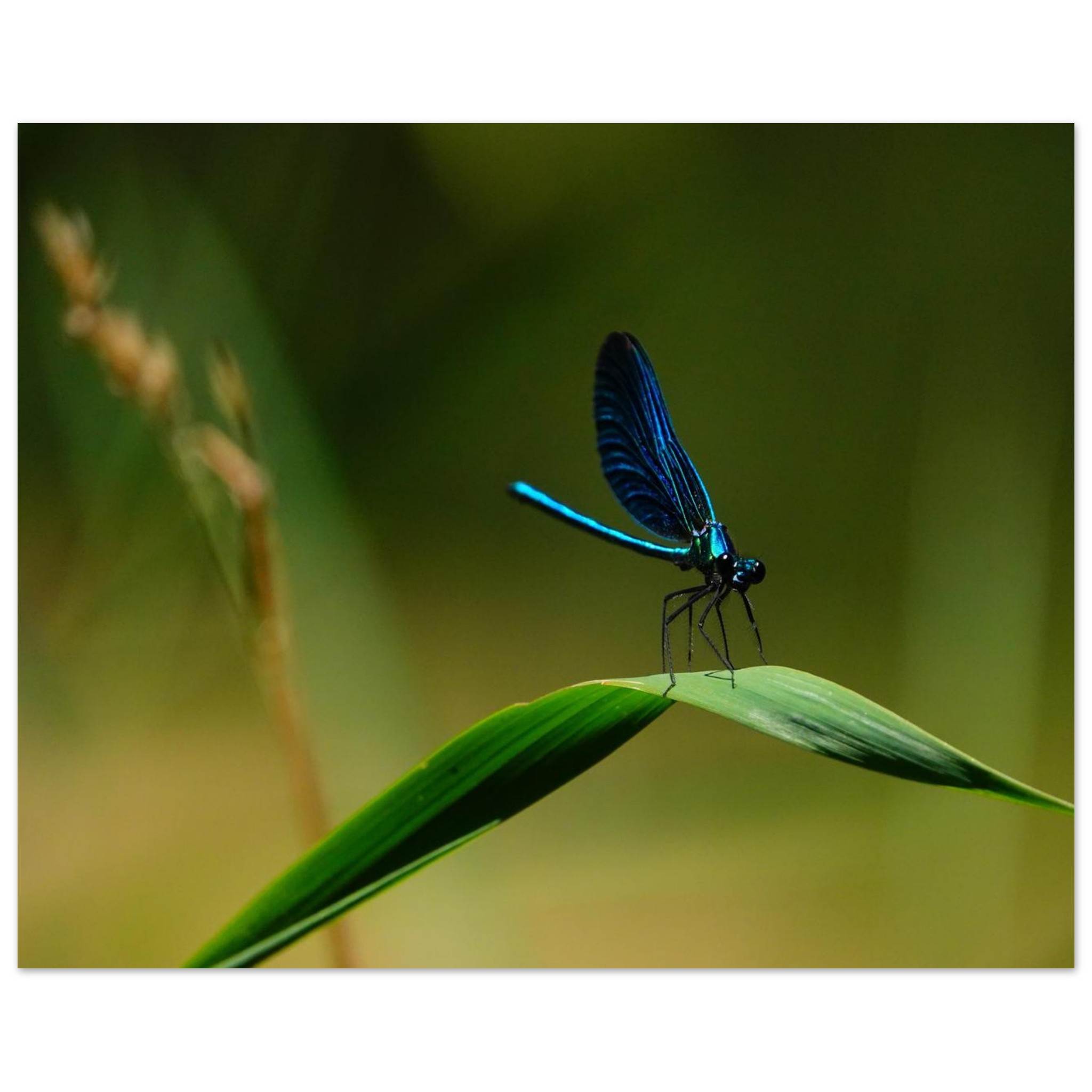 La demoiselle des eaux La demoiselle des eaux
