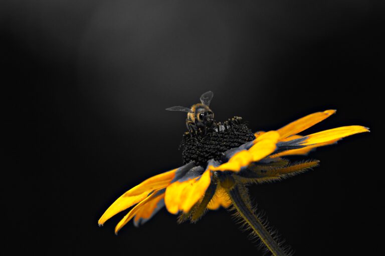 Et si les insectes n&rsquo;étaient bientôt plus que les souvenirs d&rsquo;un autre temps ?