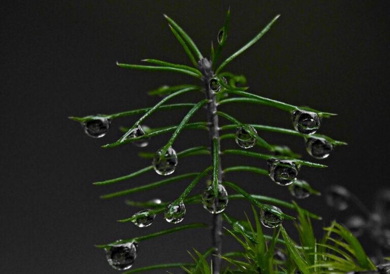 Sur un tronc au-dessus de la Dordogne : ce que racontent vraiment les gouttes de pluie