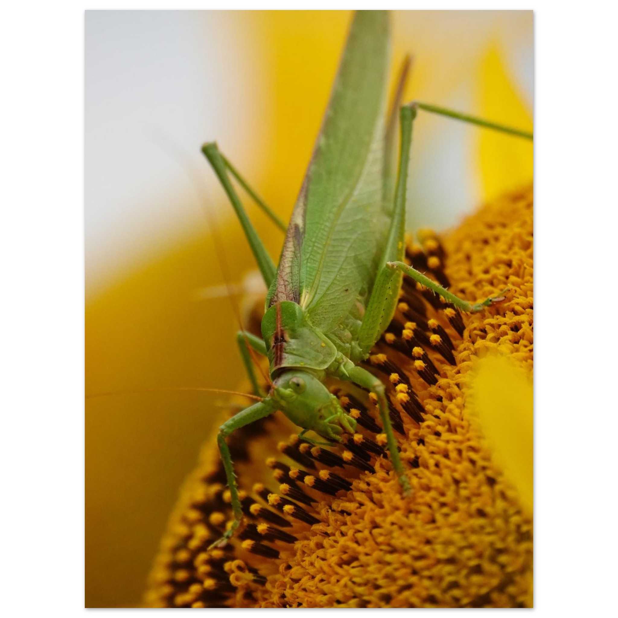 La nature à hauteur d’insecte – Tableau sauterelle sur tournesol La nature à hauteur d’insecte – Tableau sauterelle sur tournesol
