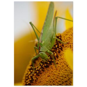 La nature à hauteur d’insecte – Tableau sauterelle sur tournesol La nature à hauteur d’insecte – Tableau sauterelle sur tournesol