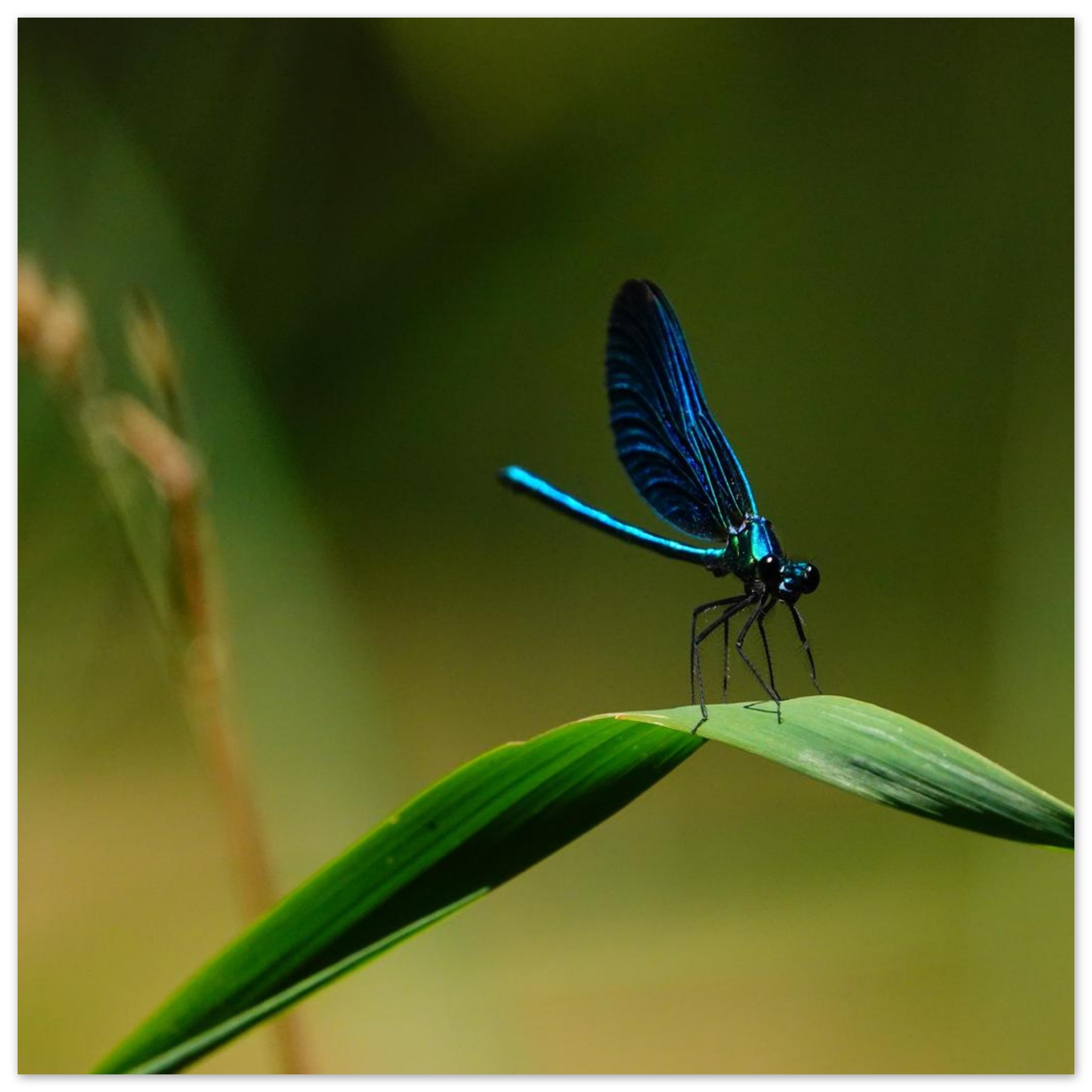 La demoiselle des eaux La demoiselle des eaux