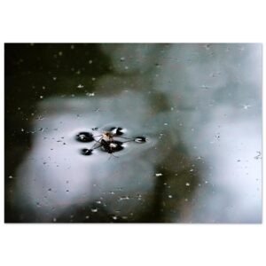 Le peuple invisible – Tableau insecte sur l’eau aluminium Le peuple invisible – Tableau insecte sur l’eau aluminium