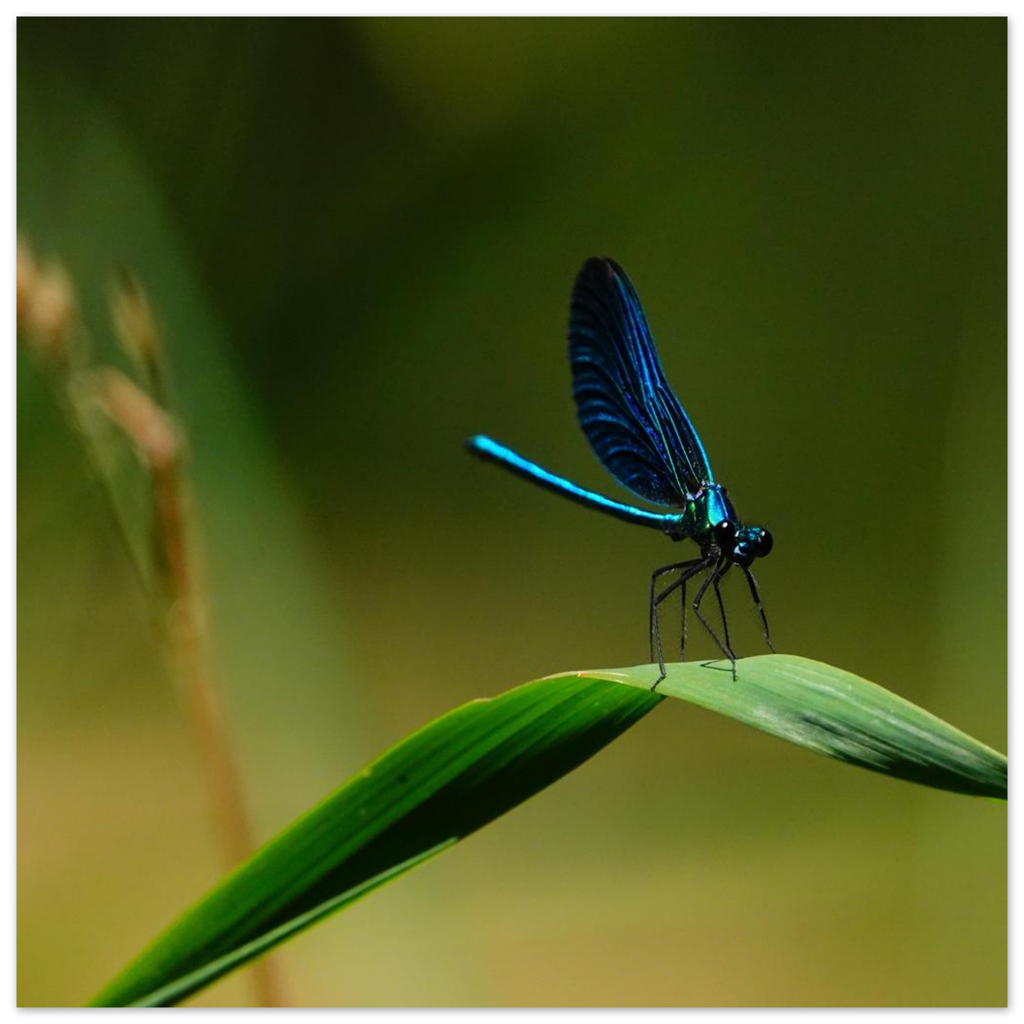 La demoiselle des eaux La demoiselle des eaux