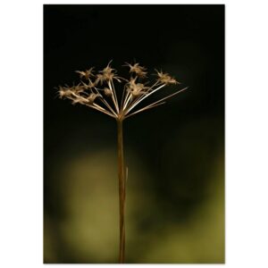 Hypothèse de lumière – Tableau fleur séchée aluminium Hypothèse de lumière – Tableau fleur séchée aluminium