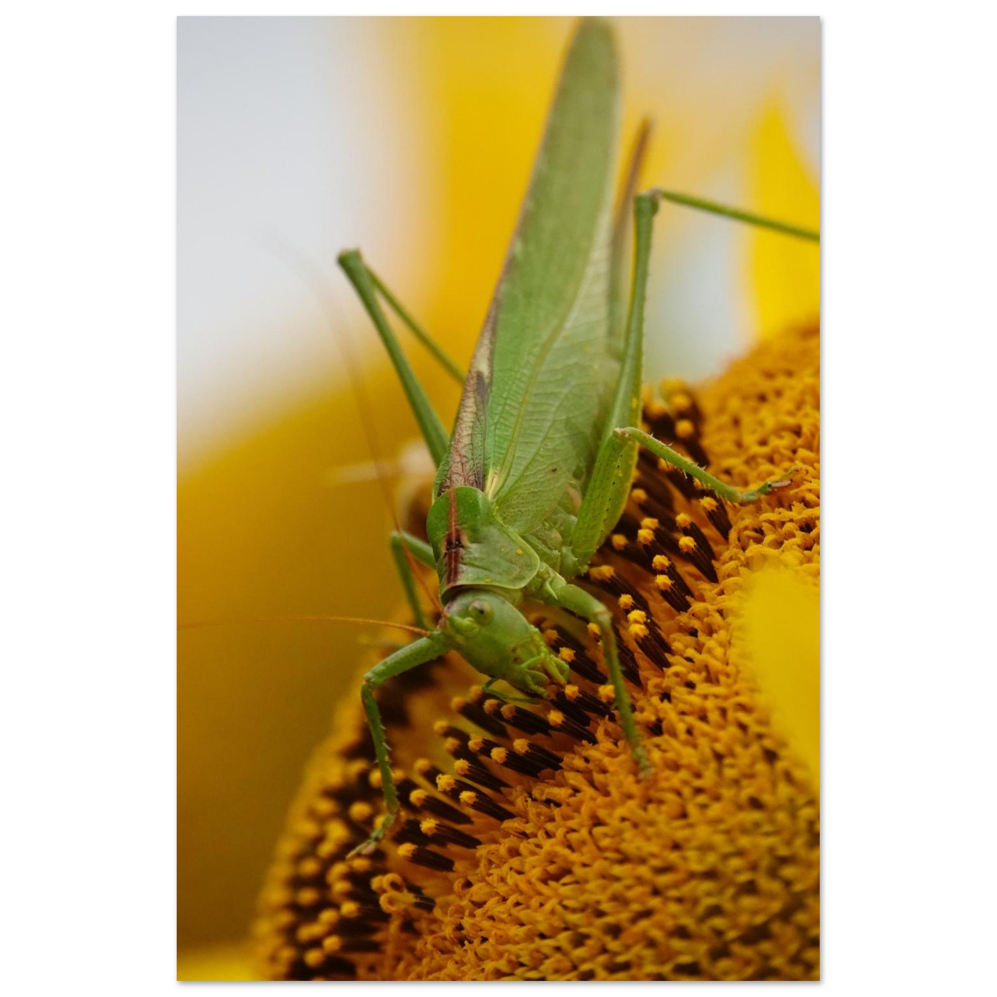 La nature à hauteur d’insecte – Tableau sauterelle sur tournesol La nature à hauteur d’insecte – Tableau sauterelle sur tournesol