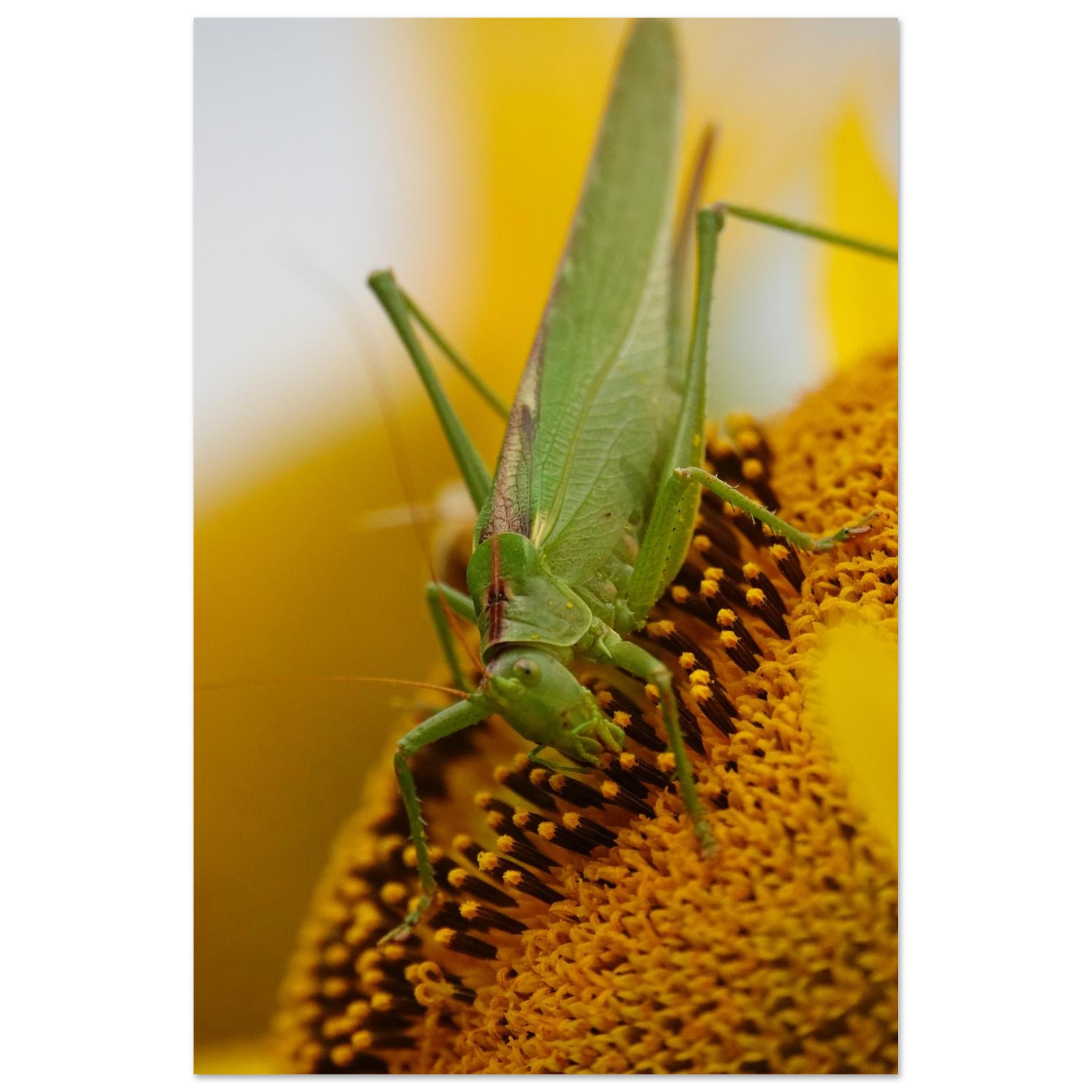 La nature à hauteur d’insecte – Tableau sauterelle sur tournesol La nature à hauteur d’insecte – Tableau sauterelle sur tournesol