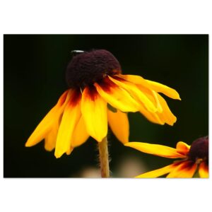 L’émotion devenue couleurs – Tableau fleur jaune aluminium L’émotion devenue couleurs – Tableau fleur jaune aluminium