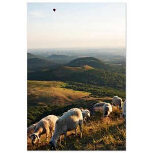 Les bergers des volcans – Tableau photo de moutons et volcans Les bergers des volcans – Tableau photo de moutons et volcans