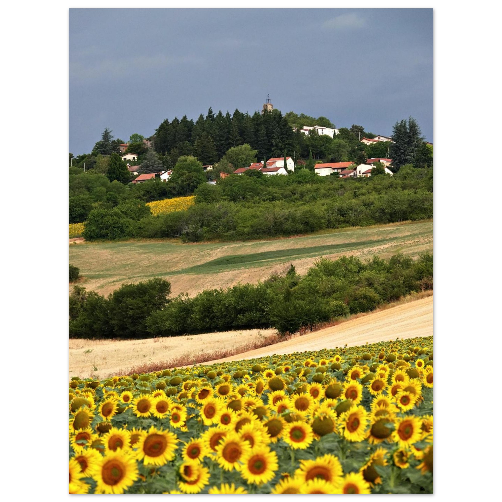 Au cœur des saisons – Tableau tournesols aluminium Au cœur des saisons – Tableau tournesols aluminium