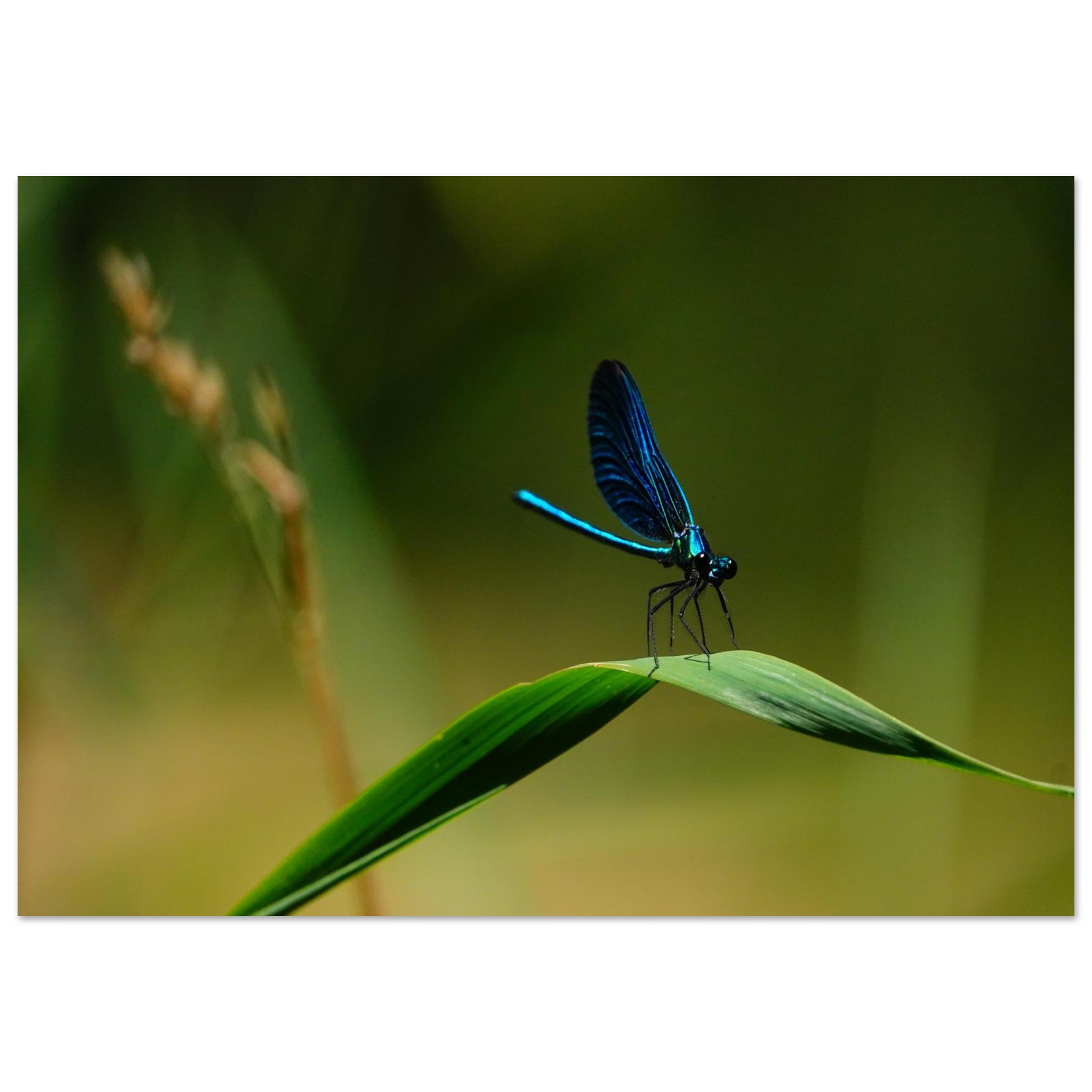 La demoiselle des eaux La demoiselle des eaux