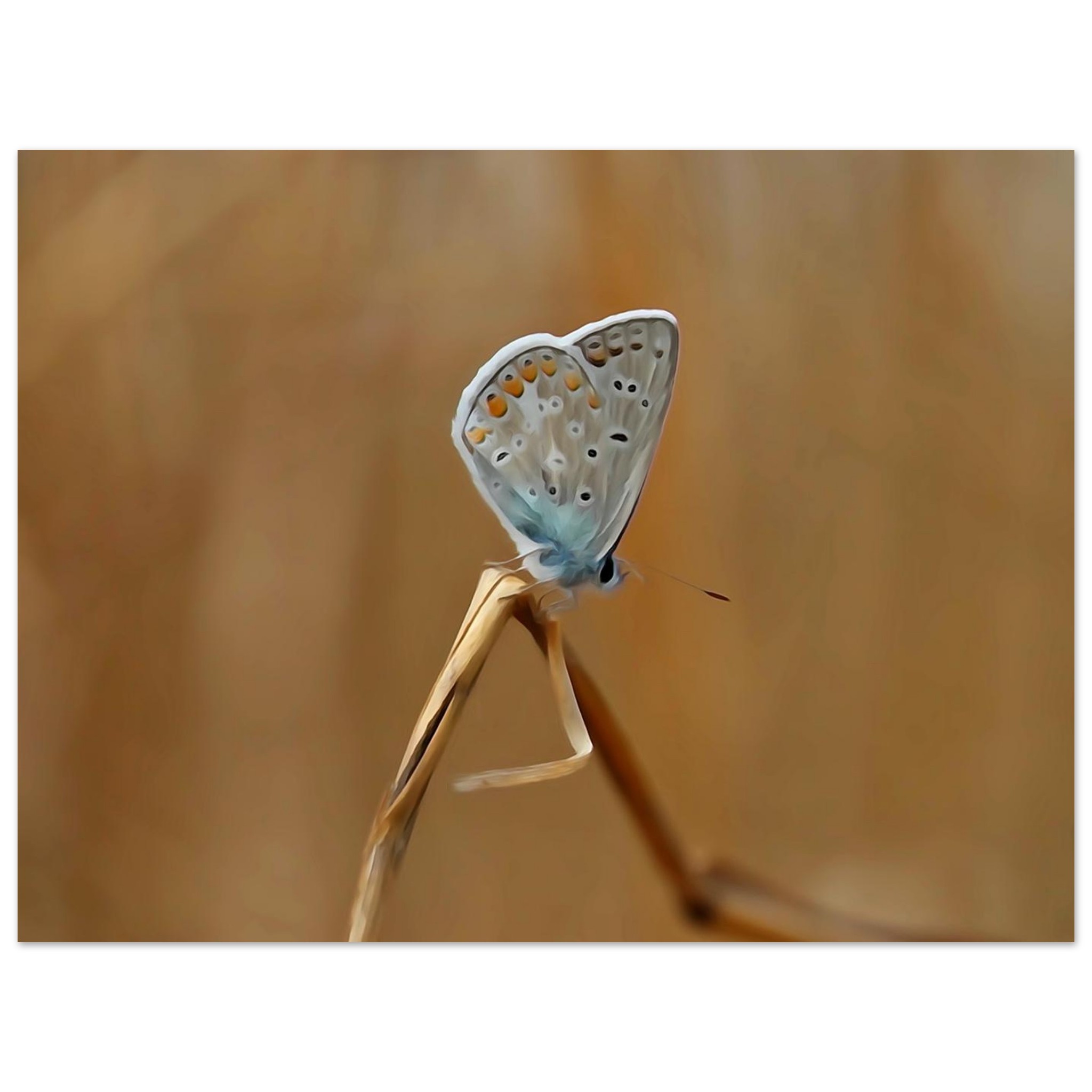Un pollinisateur photographié avant qu’il ne devienne un souvenir Un pollinisateur photographié avant qu’il ne devienne un souvenir