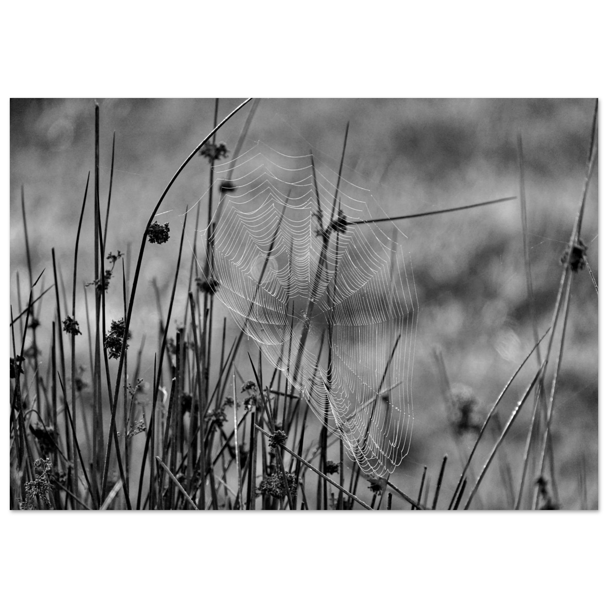 Photo en Auvergne / Tableau métal aluminium / Une œuvre tissée dans le silence Photo en Auvergne / Tableau métal aluminium / Une œuvre tissée dans le silence