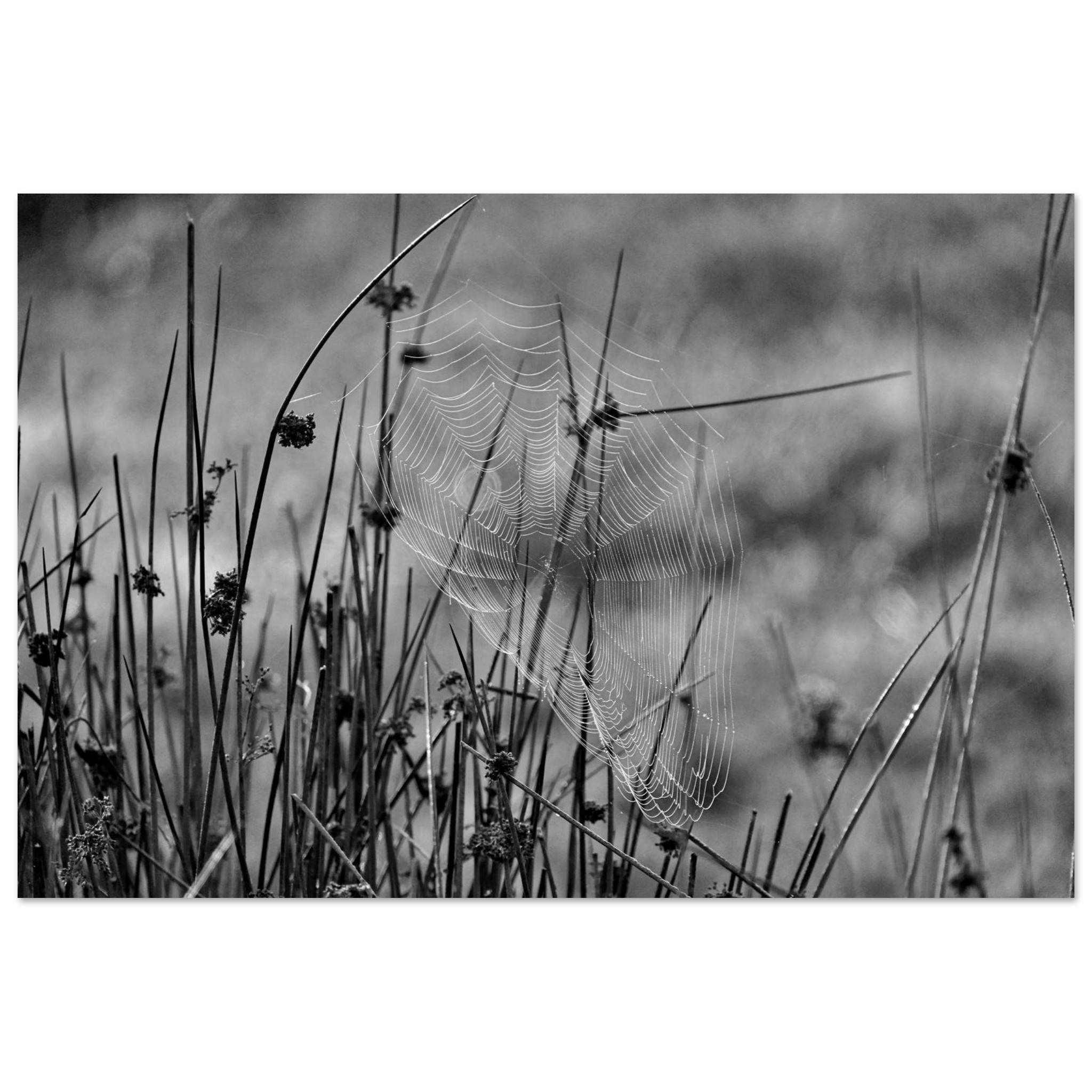 Photo en Auvergne / Tableau métal aluminium / Une œuvre tissée dans le silence Photo en Auvergne / Tableau métal aluminium / Une œuvre tissée dans le silence