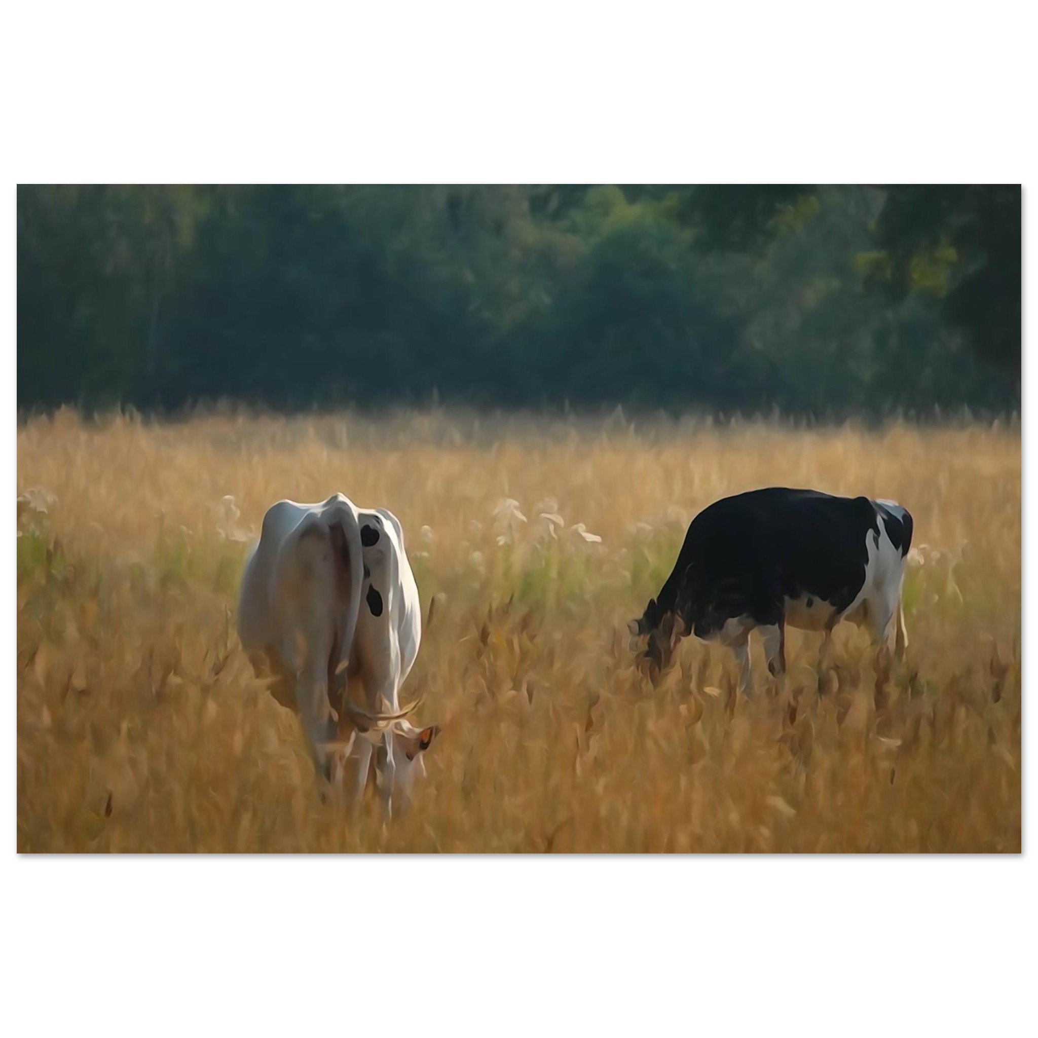 L’âme des campagnes Auvergnates – Tableau vaches en prairie L’âme des campagnes Auvergnates – Tableau vaches en prairie