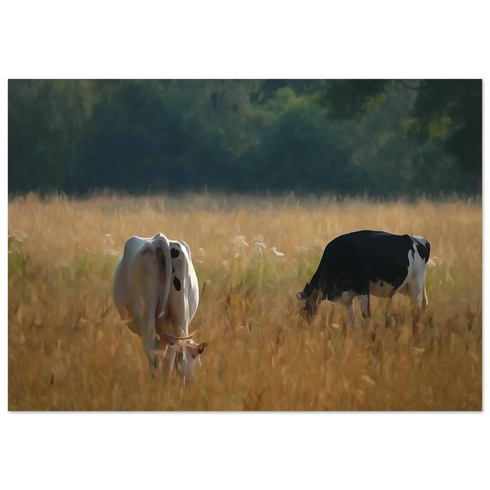L’âme des campagnes Auvergnates – Tableau vaches en prairie L’âme des campagnes Auvergnates – Tableau vaches en prairie