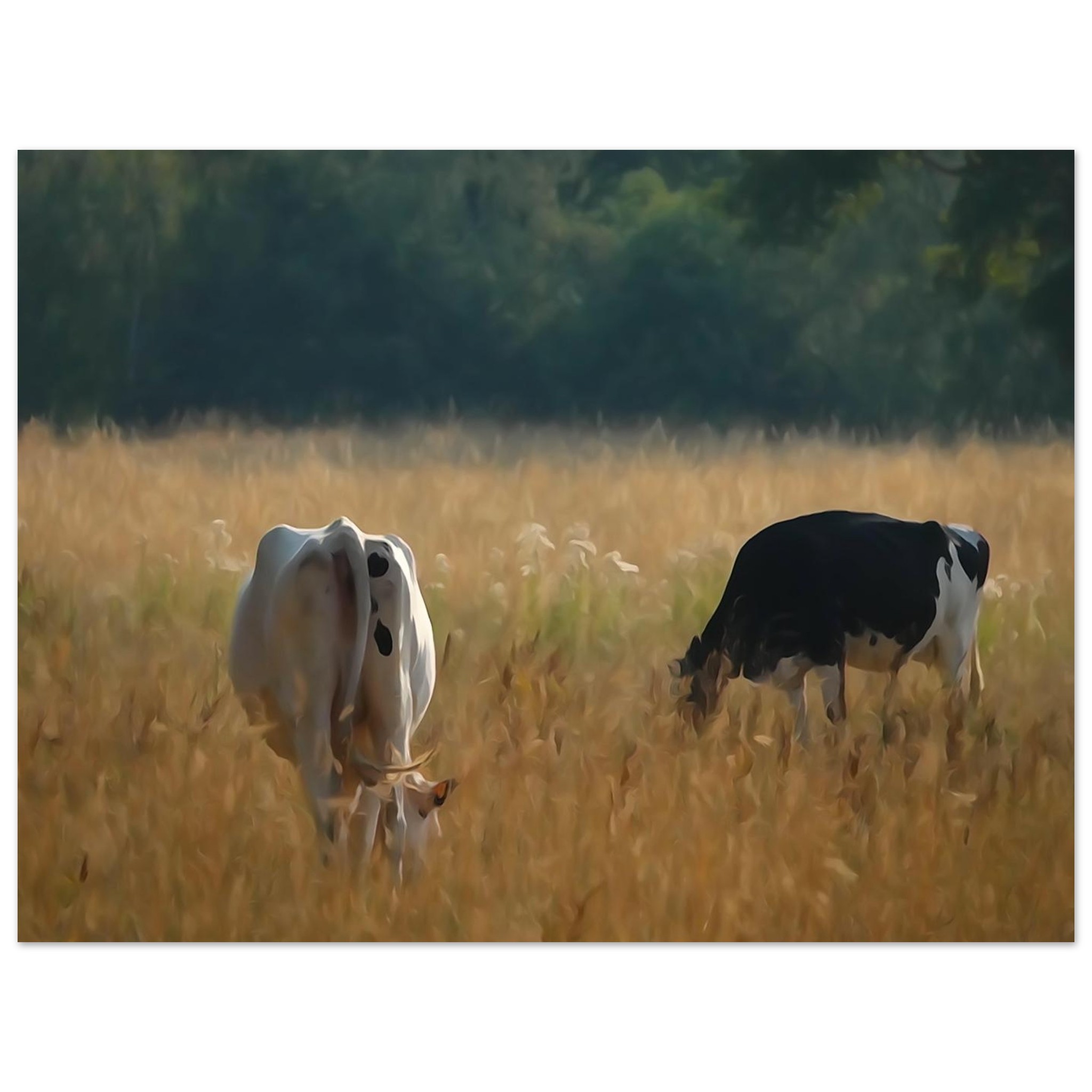 L’âme des campagnes Auvergnates – Tableau vaches en prairie L’âme des campagnes Auvergnates – Tableau vaches en prairie