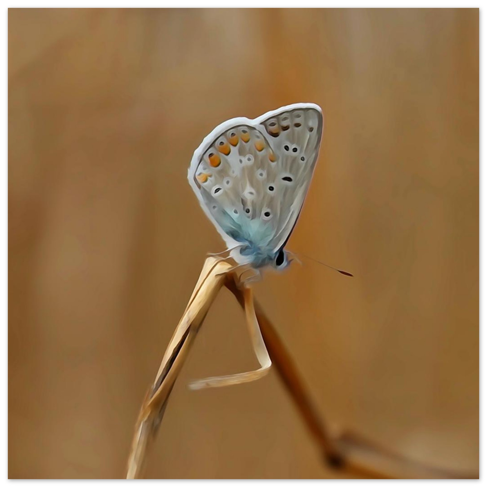 Un pollinisateur photographié avant qu’il ne devienne un souvenir Un pollinisateur photographié avant qu’il ne devienne un souvenir