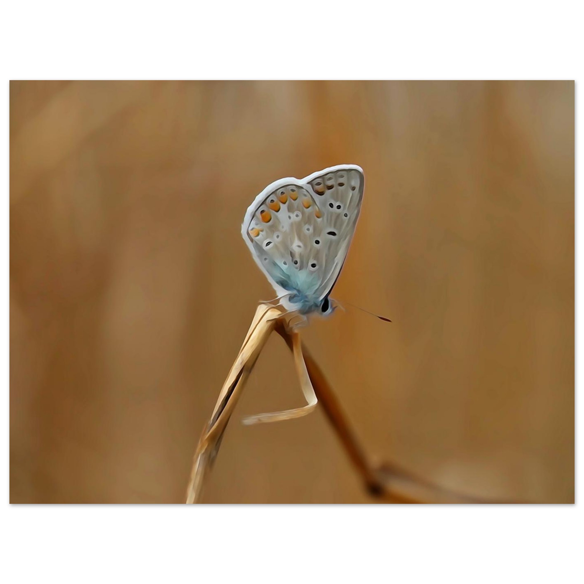 Un pollinisateur photographié avant qu’il ne devienne un souvenir Un pollinisateur photographié avant qu’il ne devienne un souvenir