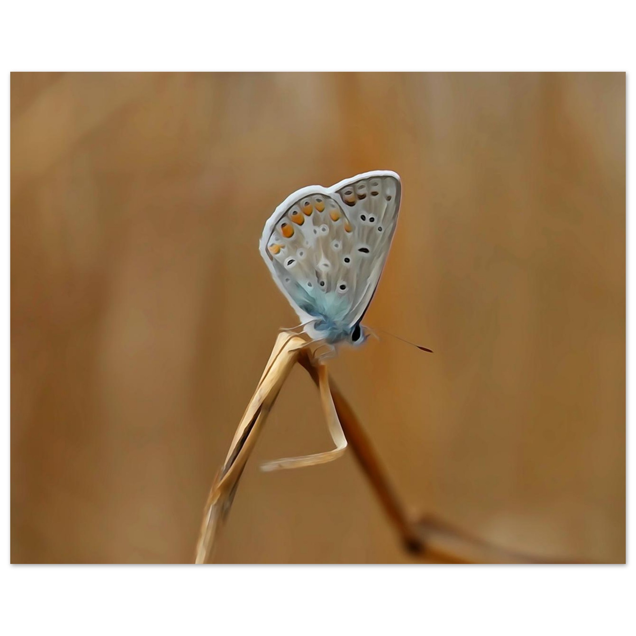 Un pollinisateur photographié avant qu’il ne devienne un souvenir Un pollinisateur photographié avant qu’il ne devienne un souvenir