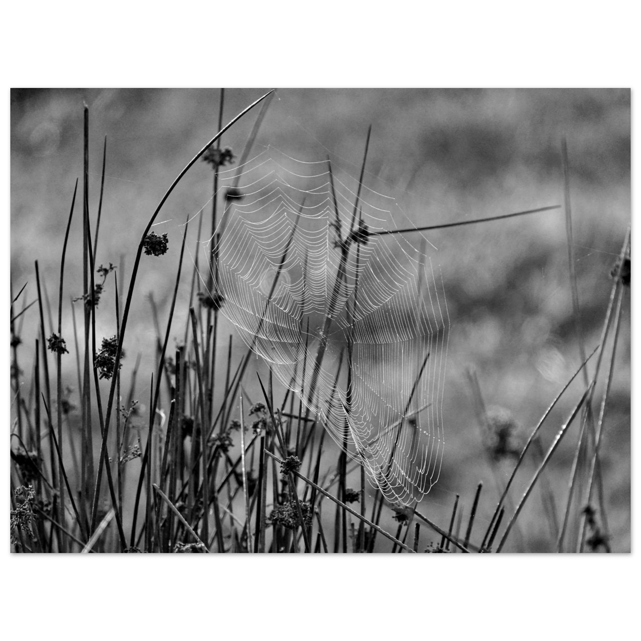 Photo en Auvergne / Tableau métal aluminium / Une œuvre tissée dans le silence Photo en Auvergne / Tableau métal aluminium / Une œuvre tissée dans le silence