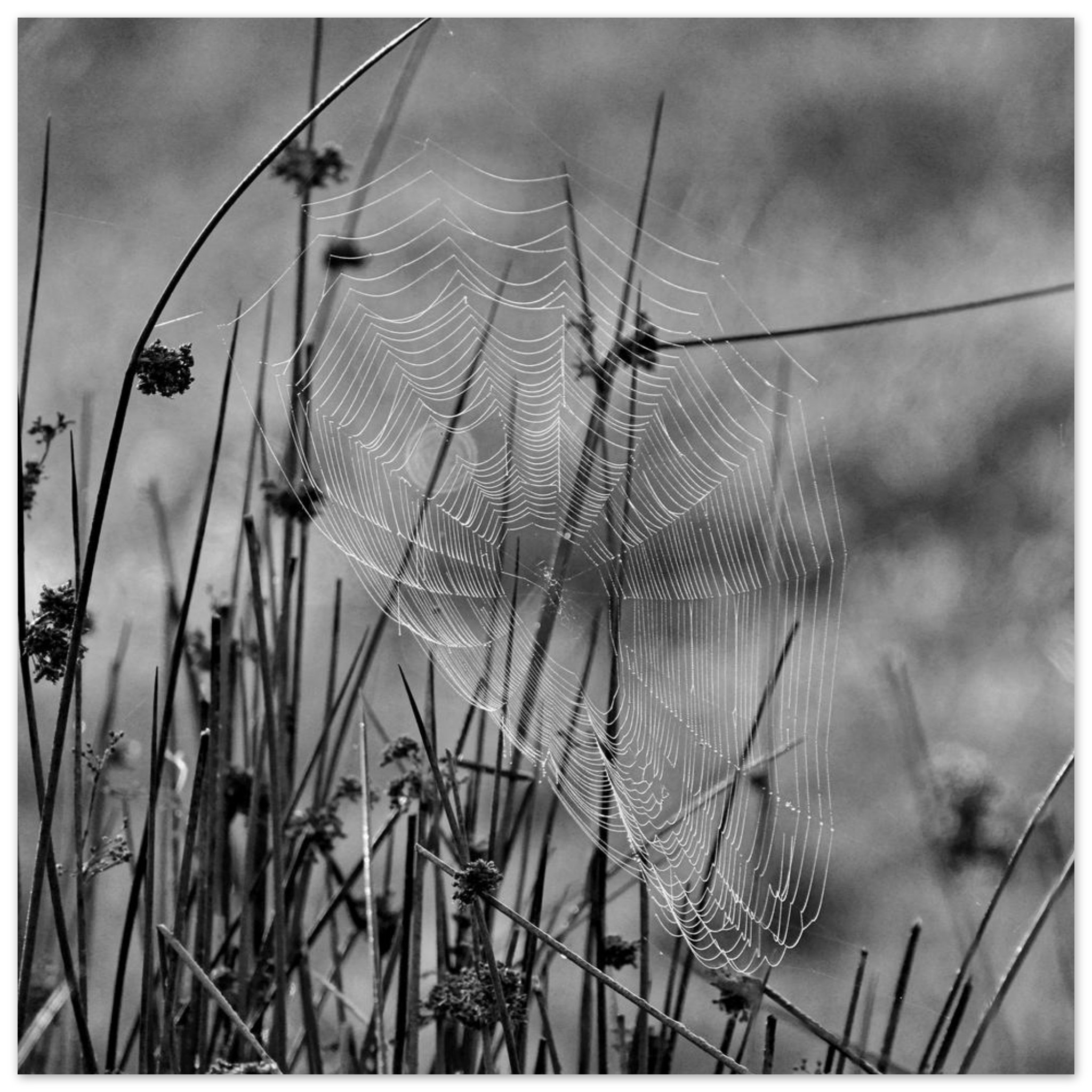 Photo en Auvergne / Tableau métal aluminium / Une œuvre tissée dans le silence Photo en Auvergne / Tableau métal aluminium / Une œuvre tissée dans le silence