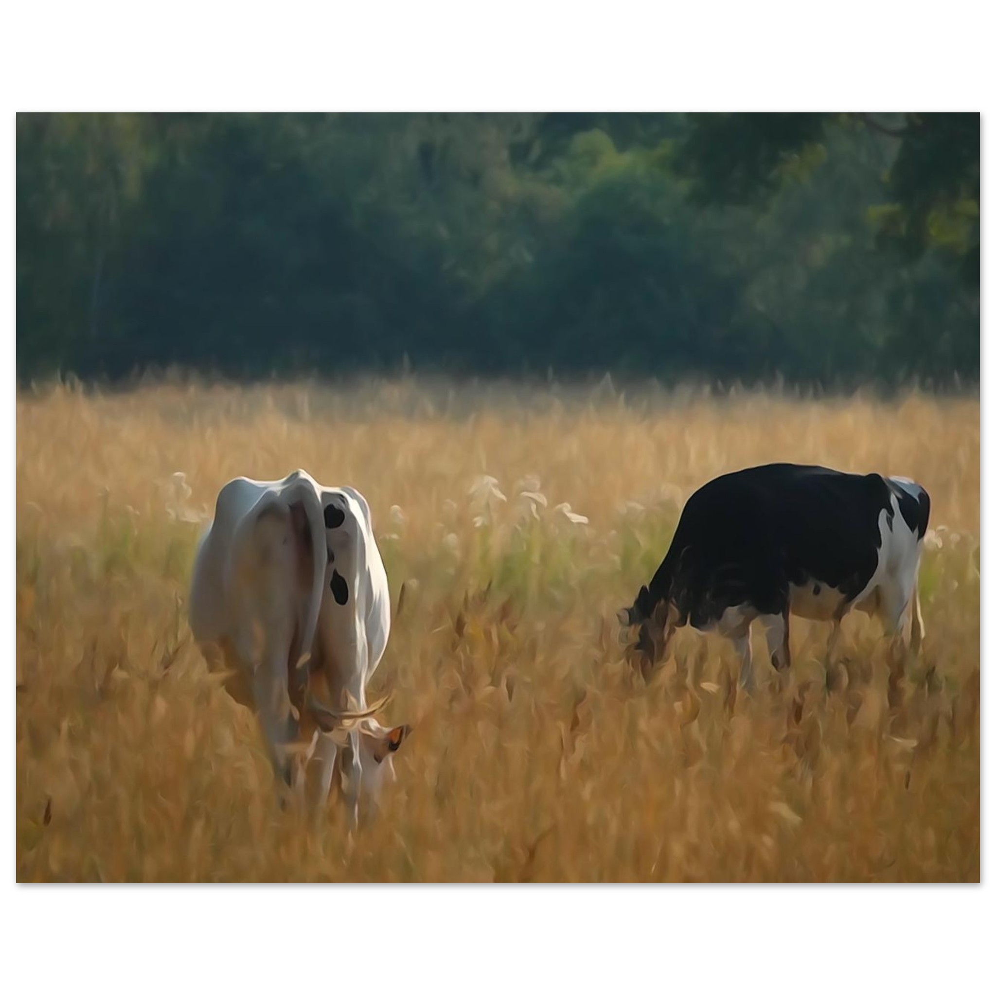 L’âme des campagnes Auvergnates – Tableau vaches en prairie L’âme des campagnes Auvergnates – Tableau vaches en prairie
