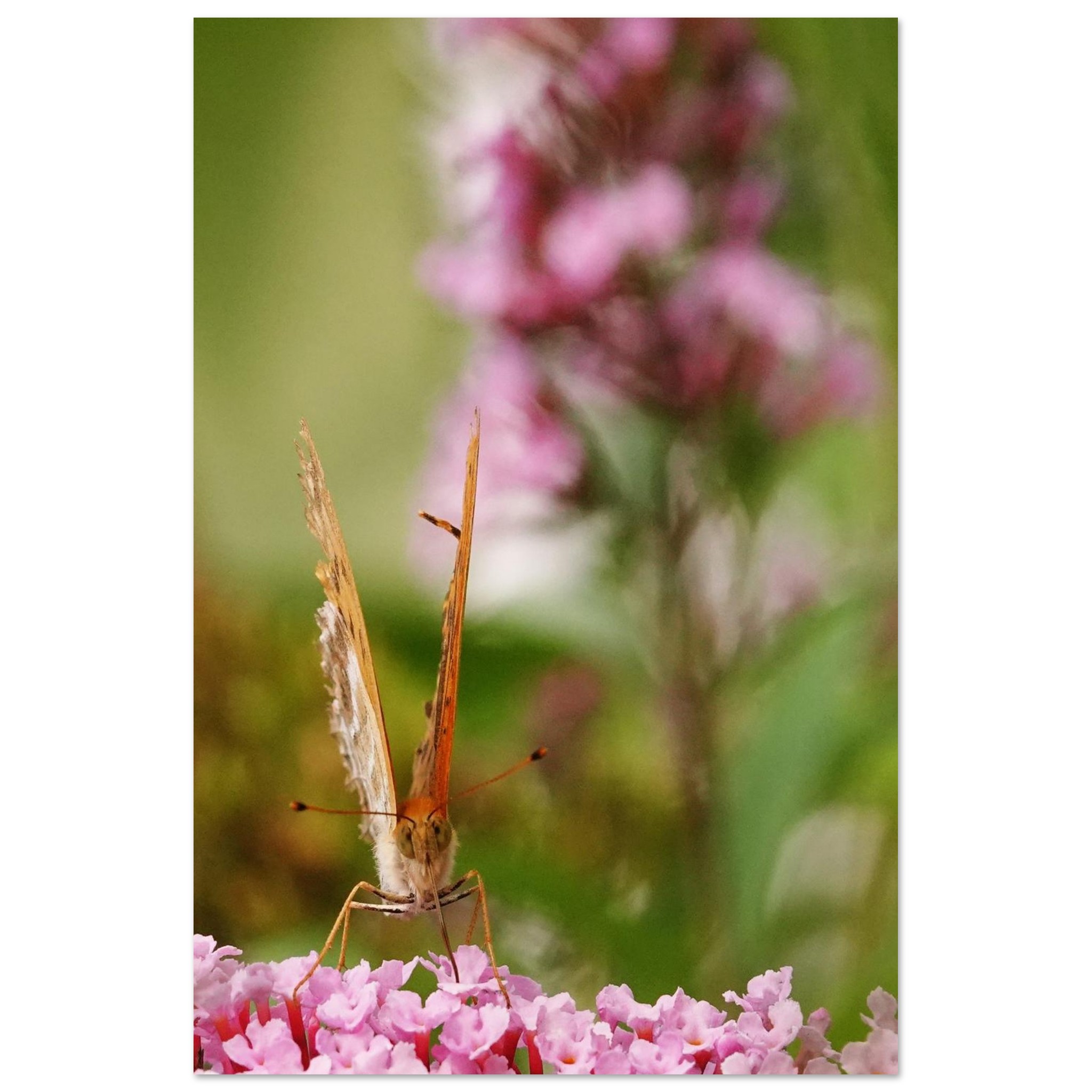Photo en Auvergne / Tableau métal aluminium / Butinage Photo en Auvergne / Tableau métal aluminium / Butinage