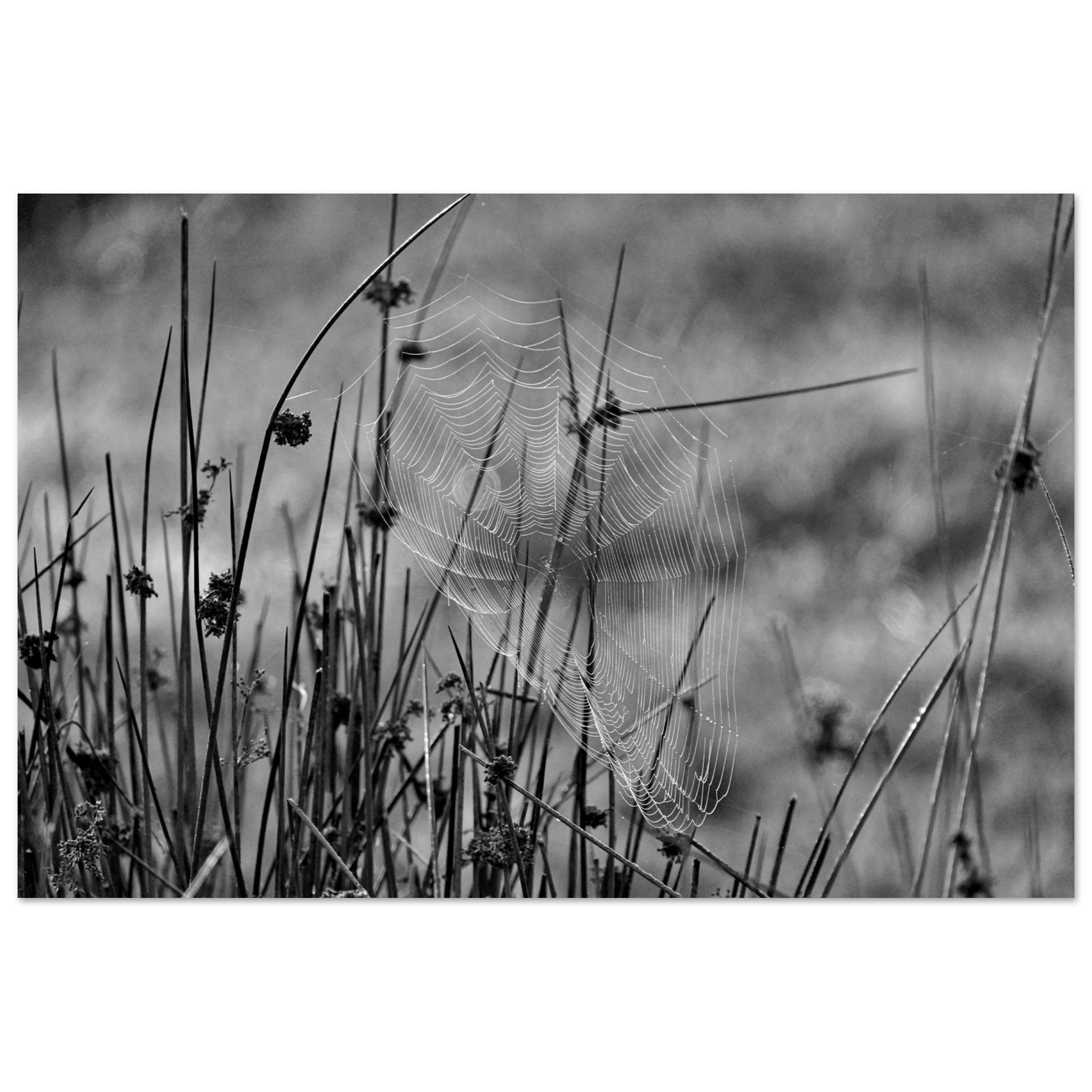 Photo en Auvergne / Tableau métal aluminium / Une œuvre tissée dans le silence Photo en Auvergne / Tableau métal aluminium / Une œuvre tissée dans le silence