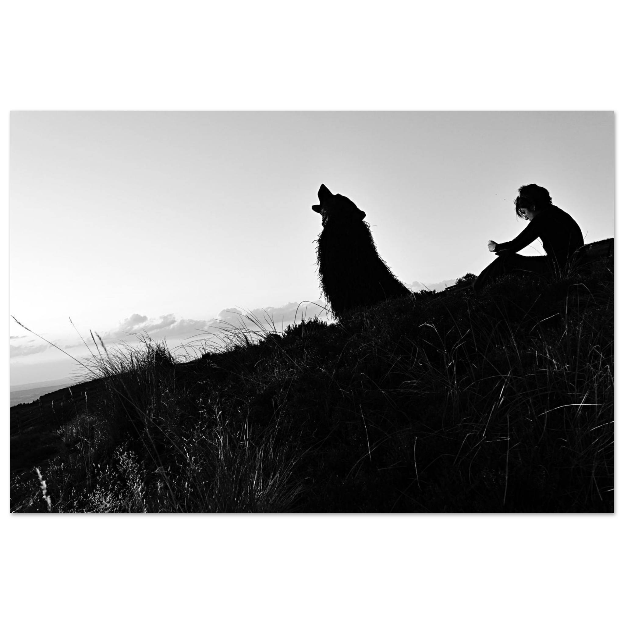 L’Appel aux étoiles – Tableau aluminium en Auvergne, loup silhouettes. L’Appel aux étoiles – Tableau aluminium en Auvergne, loup silhouettes.