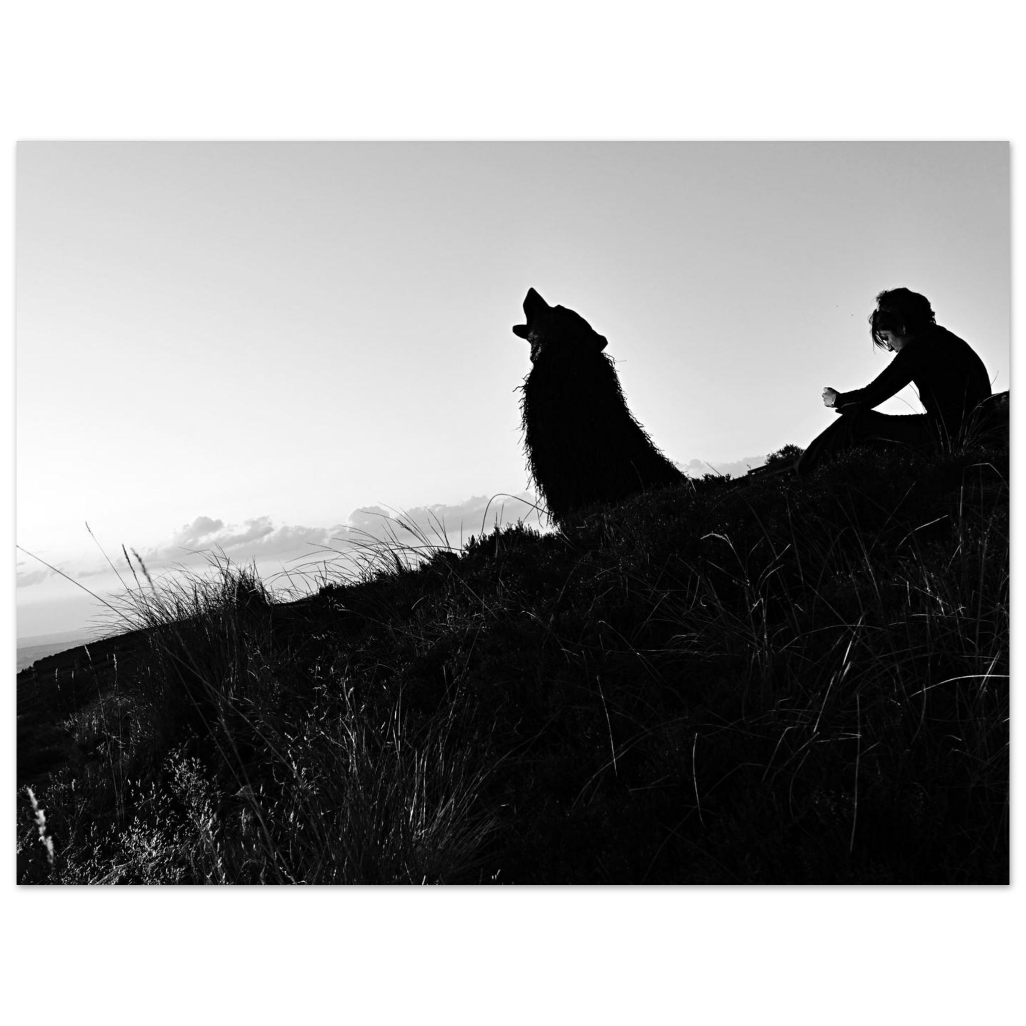 L’Appel aux étoiles – Tableau aluminium en Auvergne, loup silhouettes. L’Appel aux étoiles – Tableau aluminium en Auvergne, loup silhouettes.