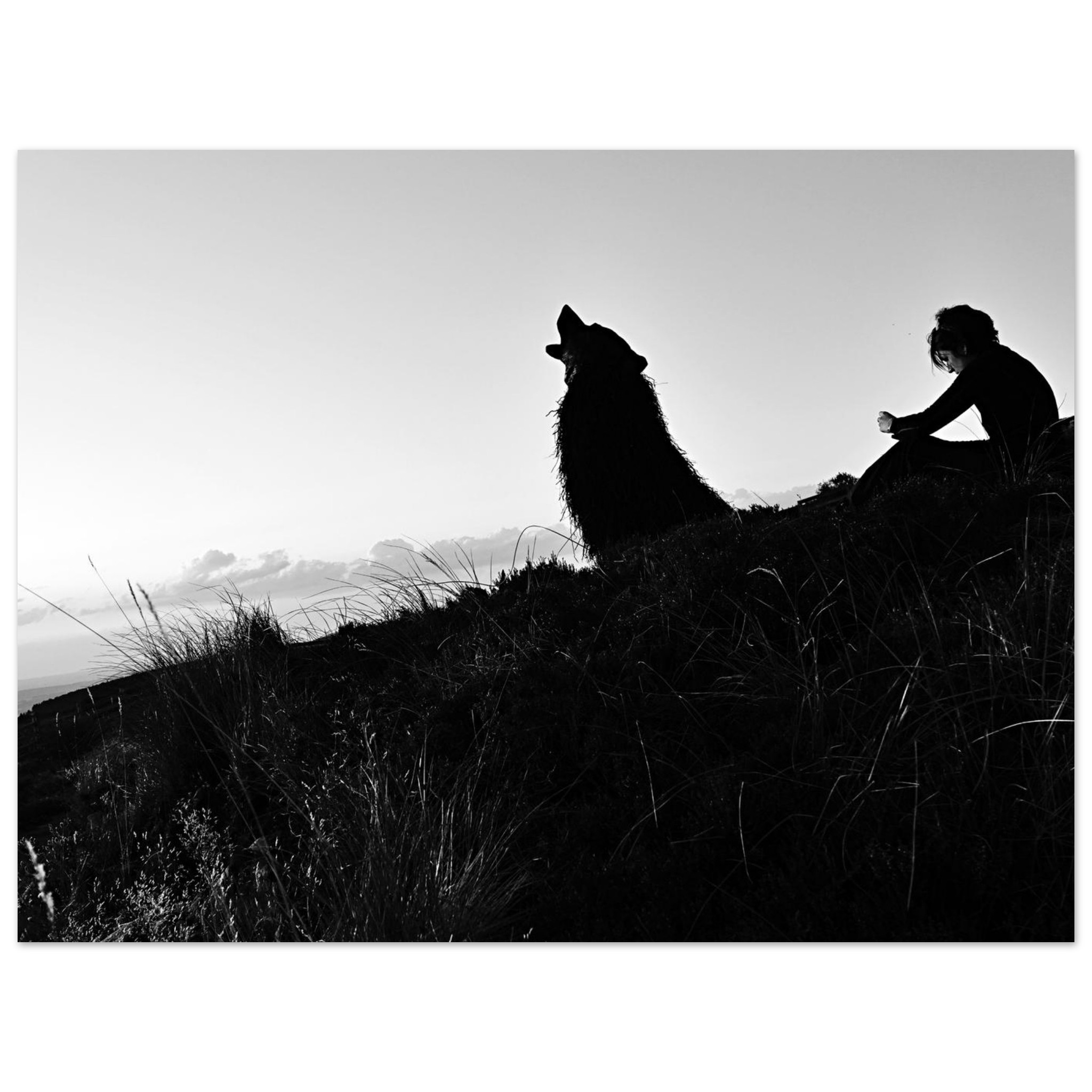 L’Appel aux étoiles – Tableau aluminium en Auvergne, loup silhouettes. L’Appel aux étoiles – Tableau aluminium en Auvergne, loup silhouettes.