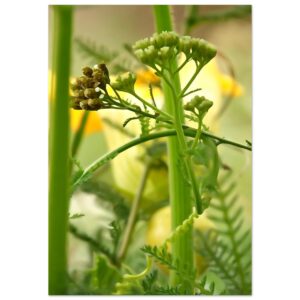 Coexistence végétale au jardin Coexistence végétale au jardin
