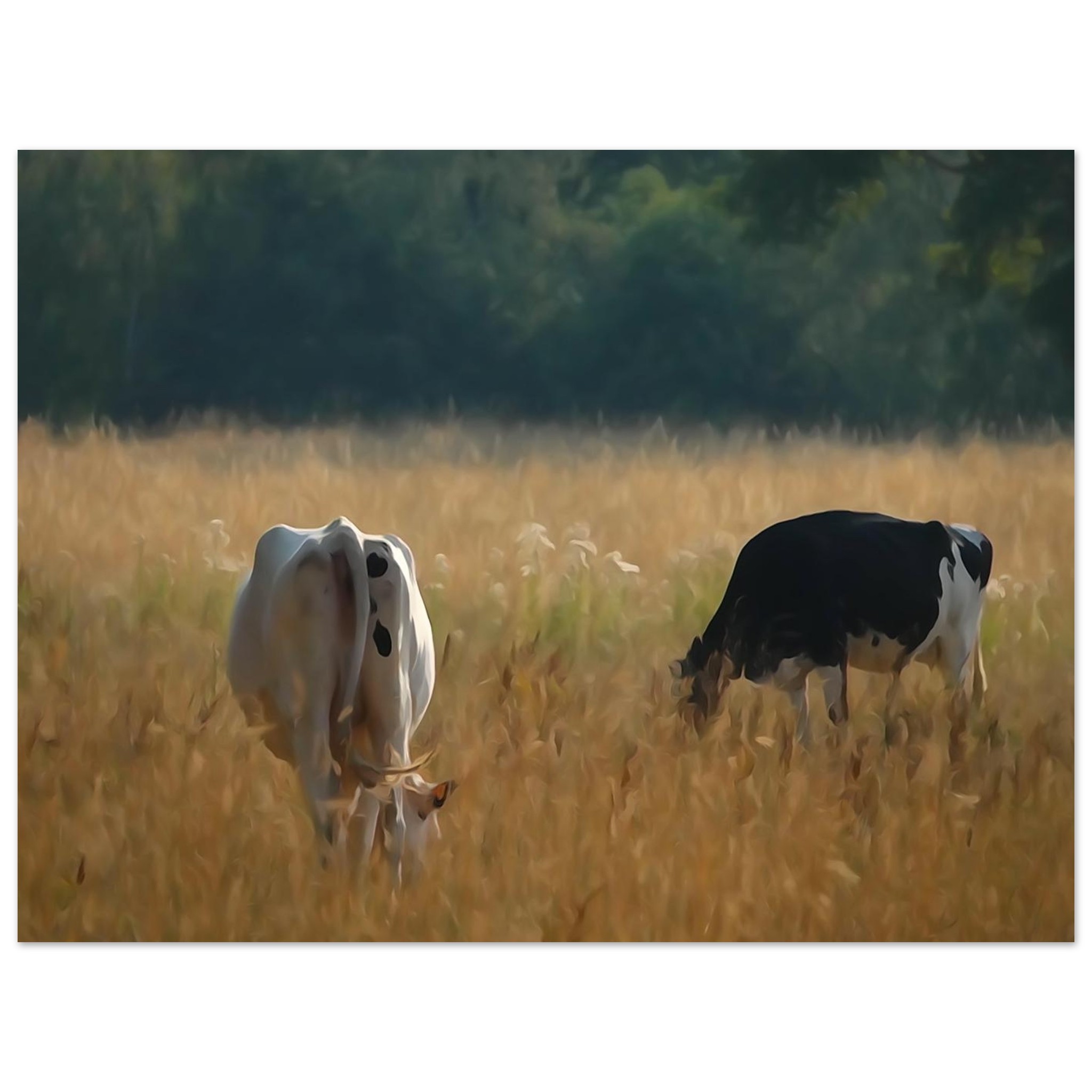 L’âme des campagnes Auvergnates – Tableau vaches en prairie L’âme des campagnes Auvergnates – Tableau vaches en prairie