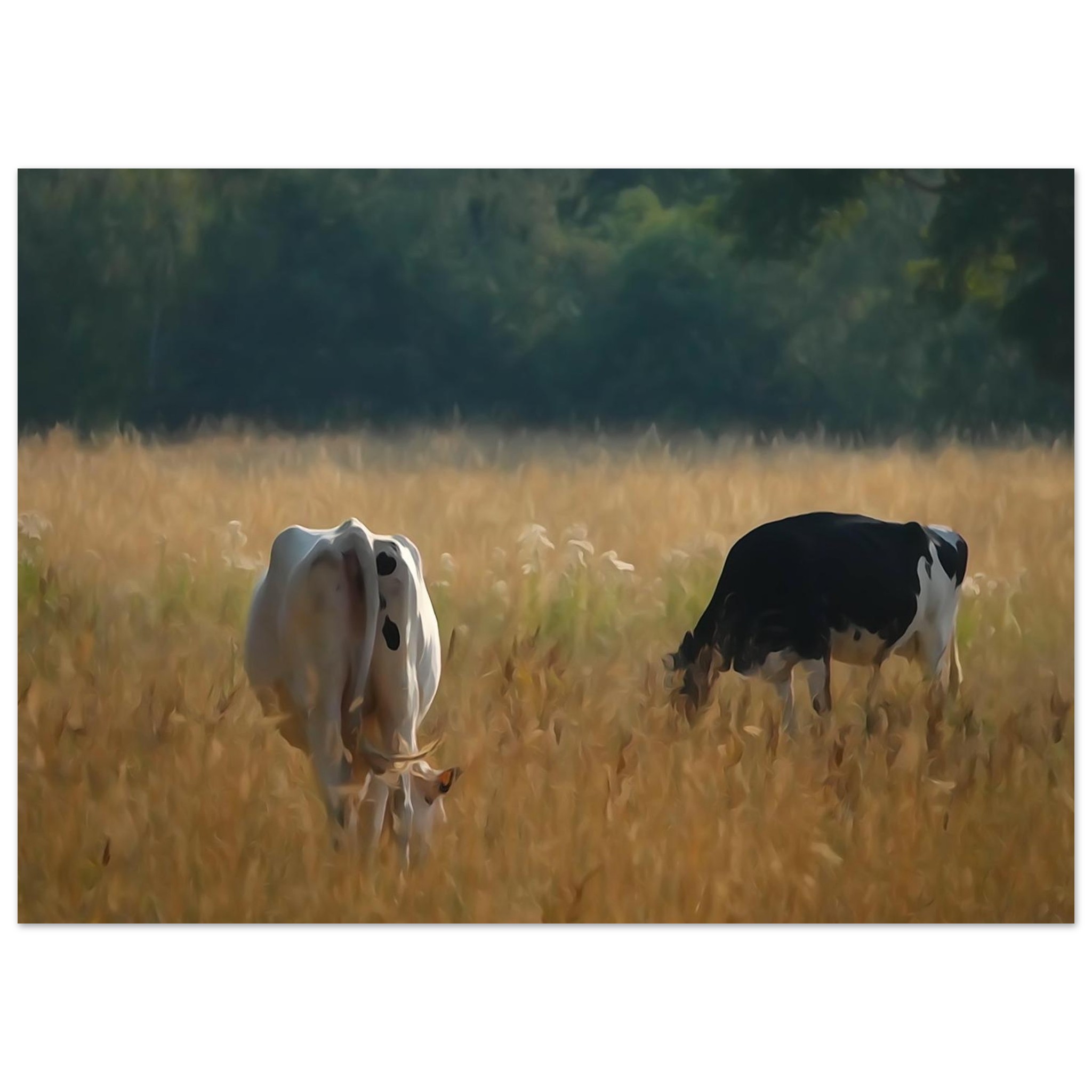 L’âme des campagnes Auvergnates – Tableau vaches en prairie L’âme des campagnes Auvergnates – Tableau vaches en prairie