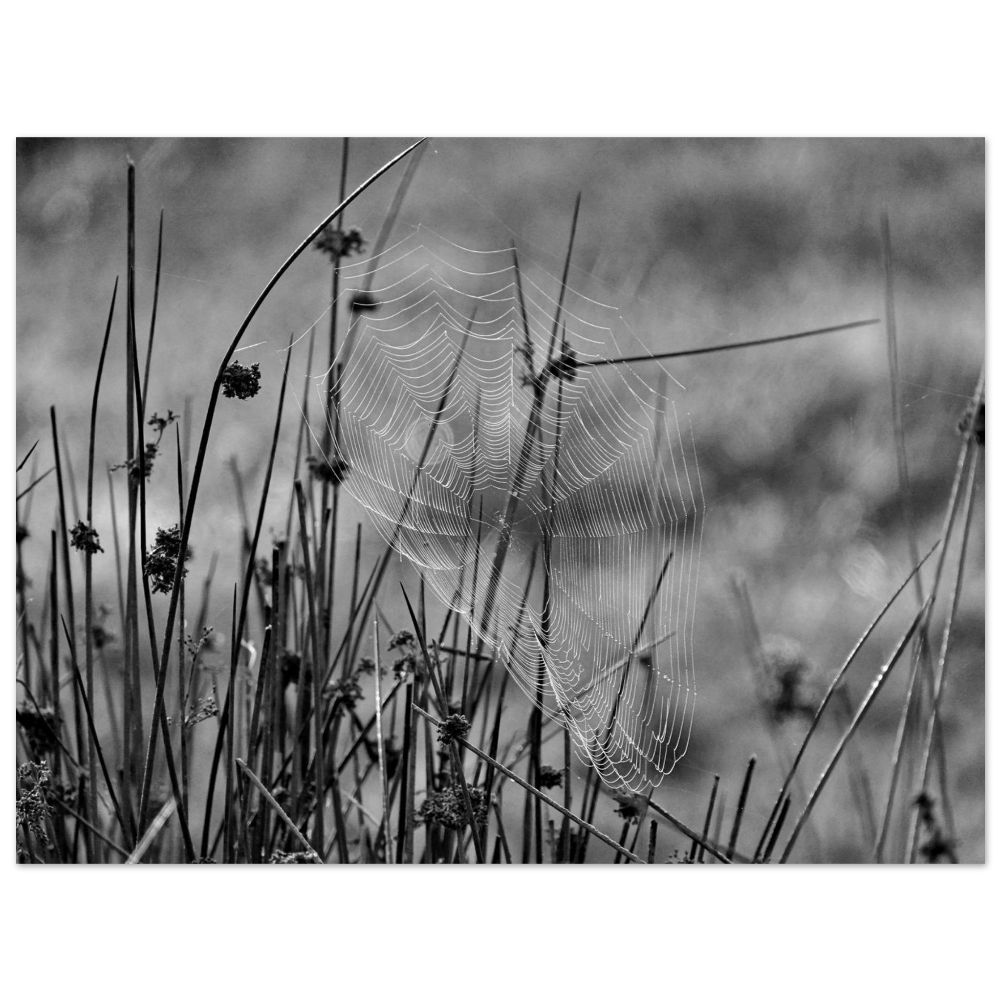 Photo en Auvergne / Tableau métal aluminium / Une œuvre tissée dans le silence Photo en Auvergne / Tableau métal aluminium / Une œuvre tissée dans le silence