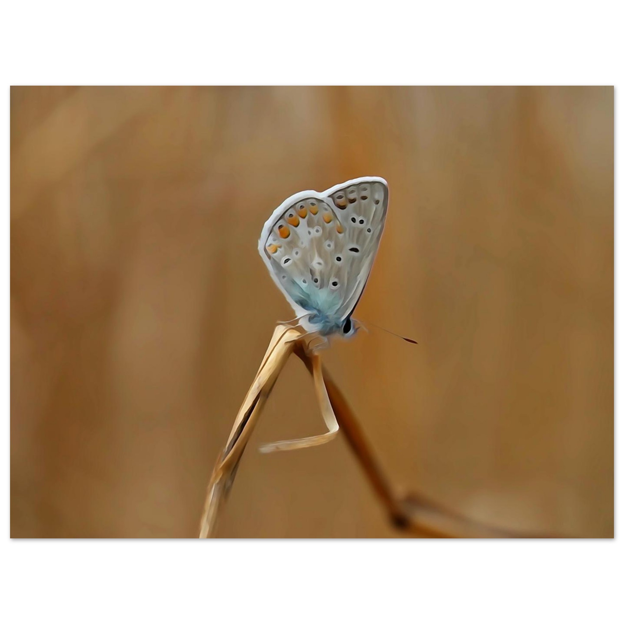 Un pollinisateur photographié avant qu’il ne devienne un souvenir Un pollinisateur photographié avant qu’il ne devienne un souvenir