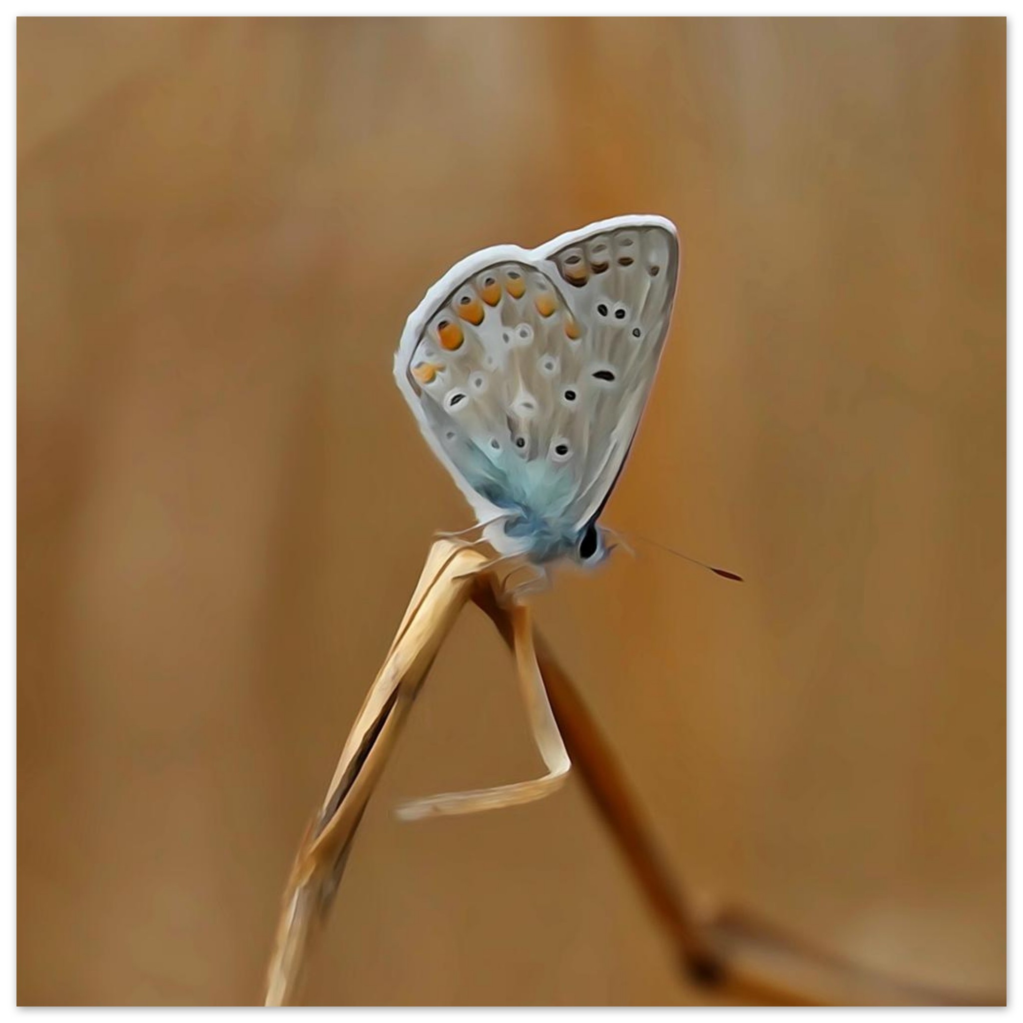 Un pollinisateur photographié avant qu’il ne devienne un souvenir Un pollinisateur photographié avant qu’il ne devienne un souvenir