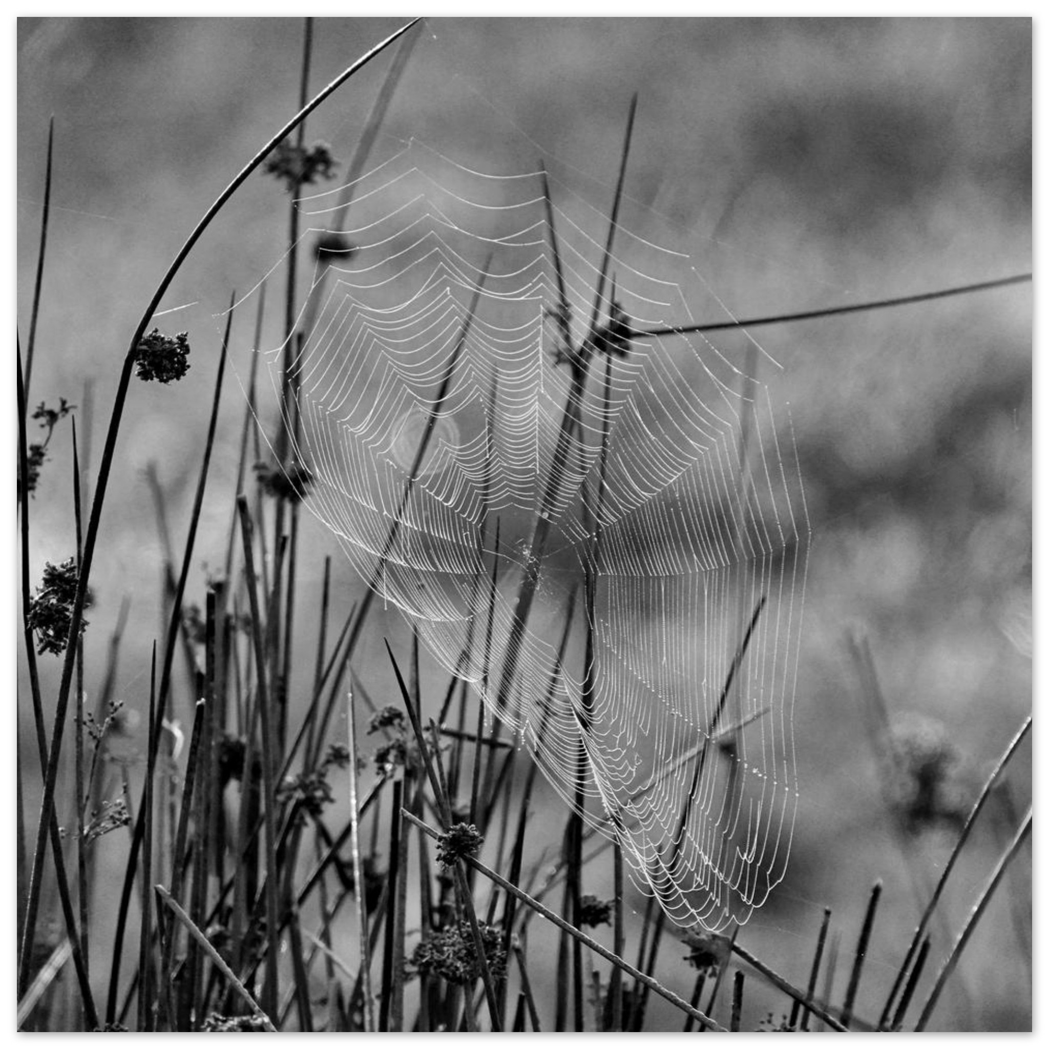 Photo en Auvergne / Tableau métal aluminium / Une œuvre tissée dans le silence Photo en Auvergne / Tableau métal aluminium / Une œuvre tissée dans le silence