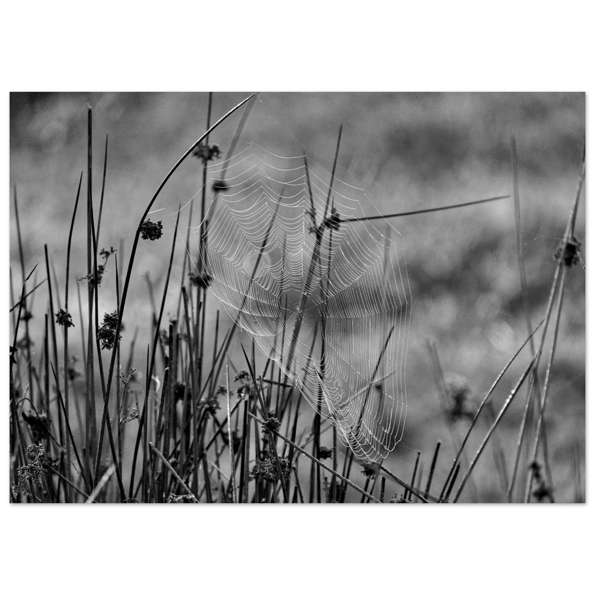 Photo en Auvergne / Tableau métal aluminium / Une œuvre tissée dans le silence Photo en Auvergne / Tableau métal aluminium / Une œuvre tissée dans le silence