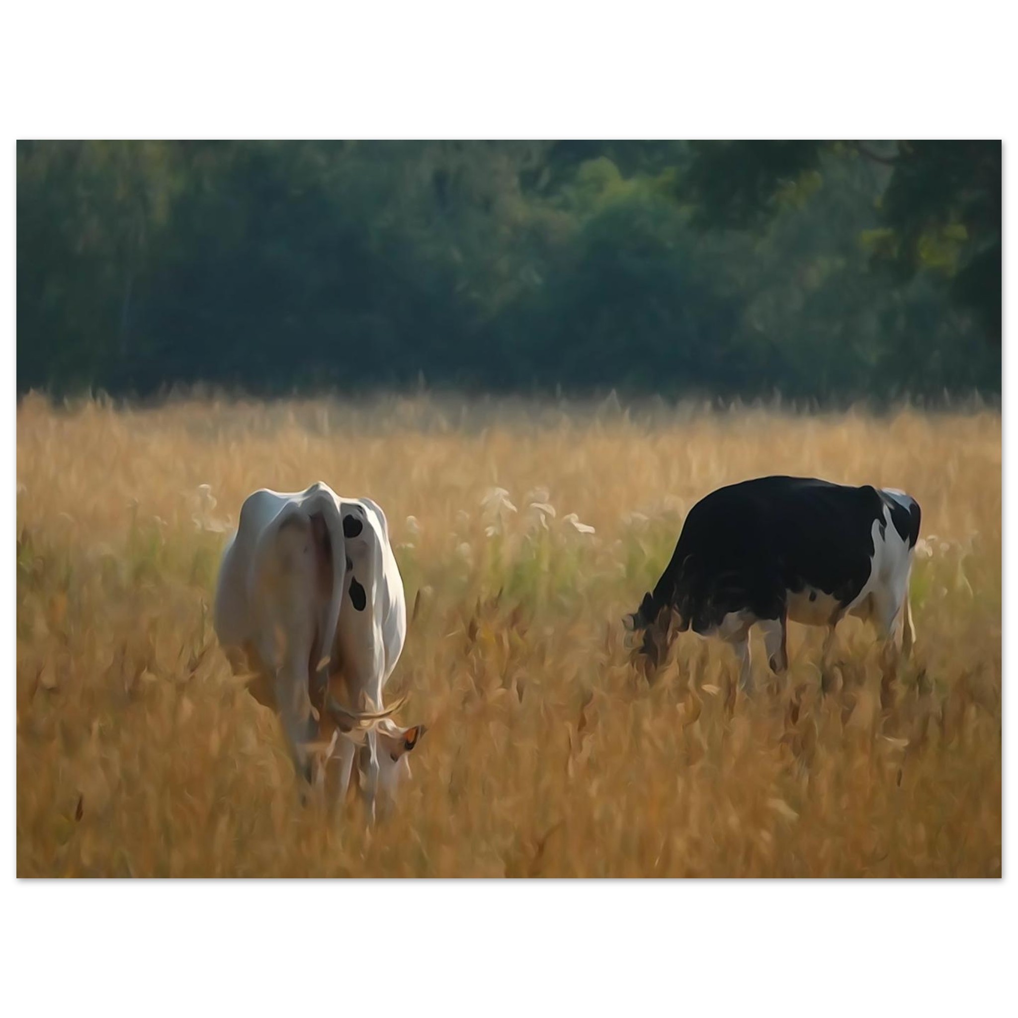 L’âme des campagnes Auvergnates – Tableau vaches en prairie L’âme des campagnes Auvergnates – Tableau vaches en prairie
