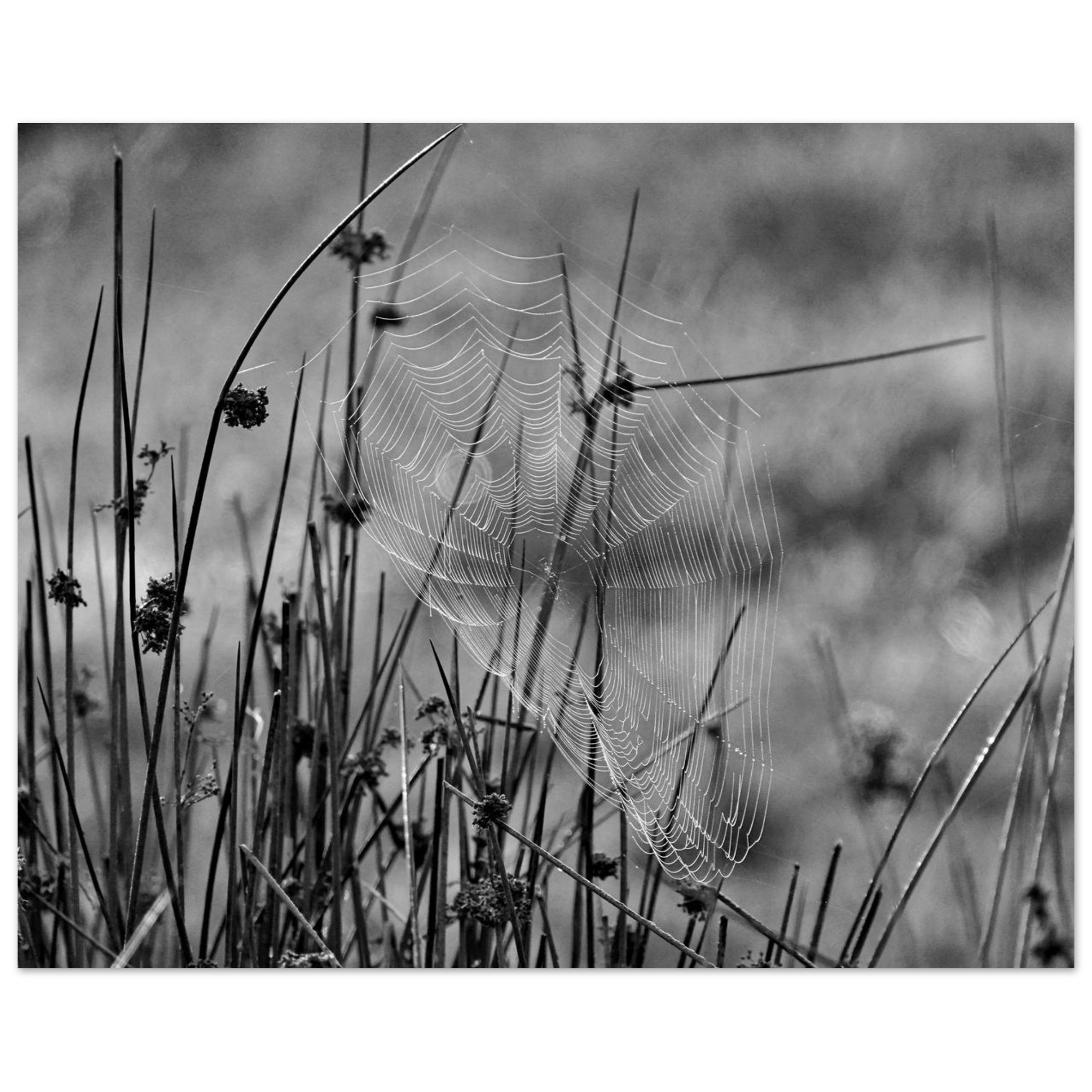 Photo en Auvergne / Tableau métal aluminium / Une œuvre tissée dans le silence Photo en Auvergne / Tableau métal aluminium / Une œuvre tissée dans le silence
