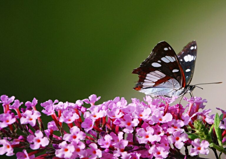 Papillons : 25 choses étonnantes que leurs ailes ne racontent pas