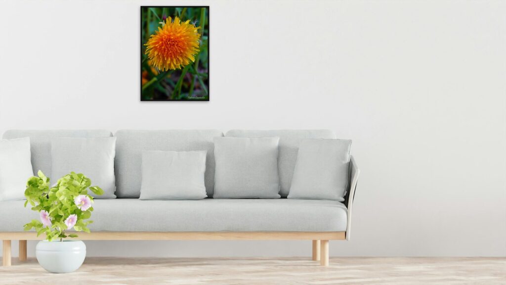 Fleur de pissenlit orangée, toile ou affiche encadrée Fleur de pissenlit orangée, toile ou affiche encadrée