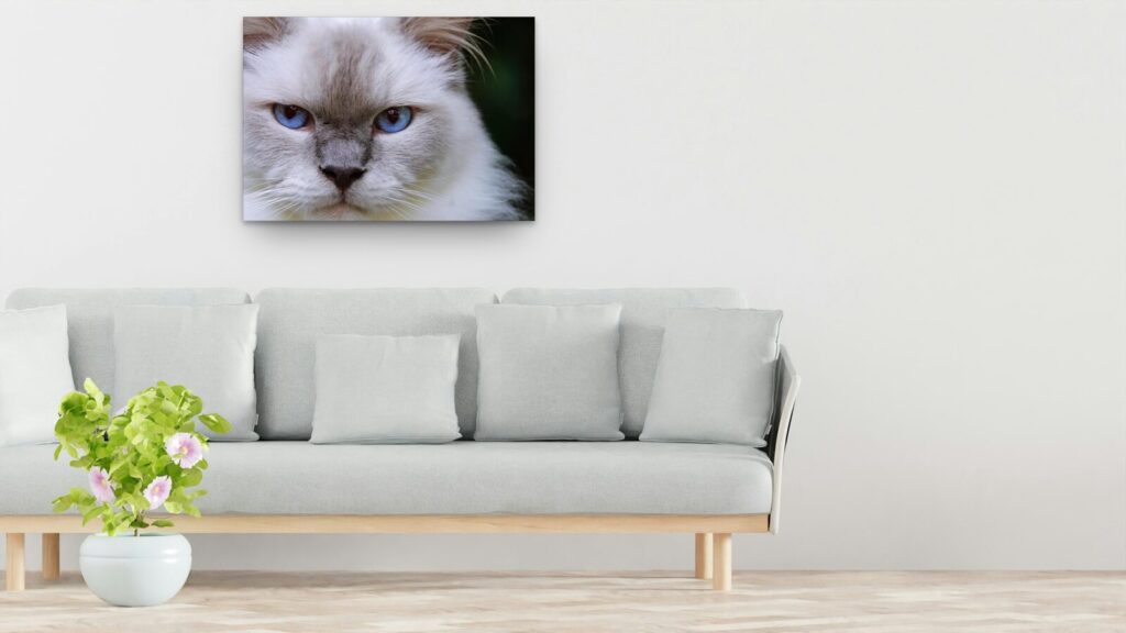 Tableau portrait de chat aux yeux bleus, de face Tableau portrait de chat aux yeux bleus, de face
