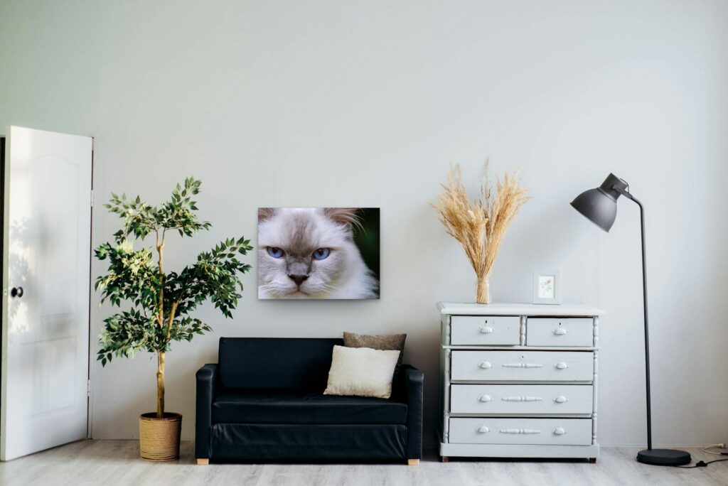 Tableau portrait de chat aux yeux bleus, de face Tableau portrait de chat aux yeux bleus, de face