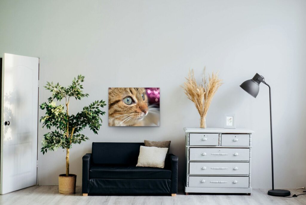 Tableau regard de chat tigré sur fond rose